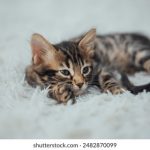 云鼎赌场的游戏攻略:如何在这里赢得更多筹码 1kfqjh548