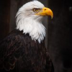 亿博平台用户体验评测:功能与服务的全面解析 ggryk